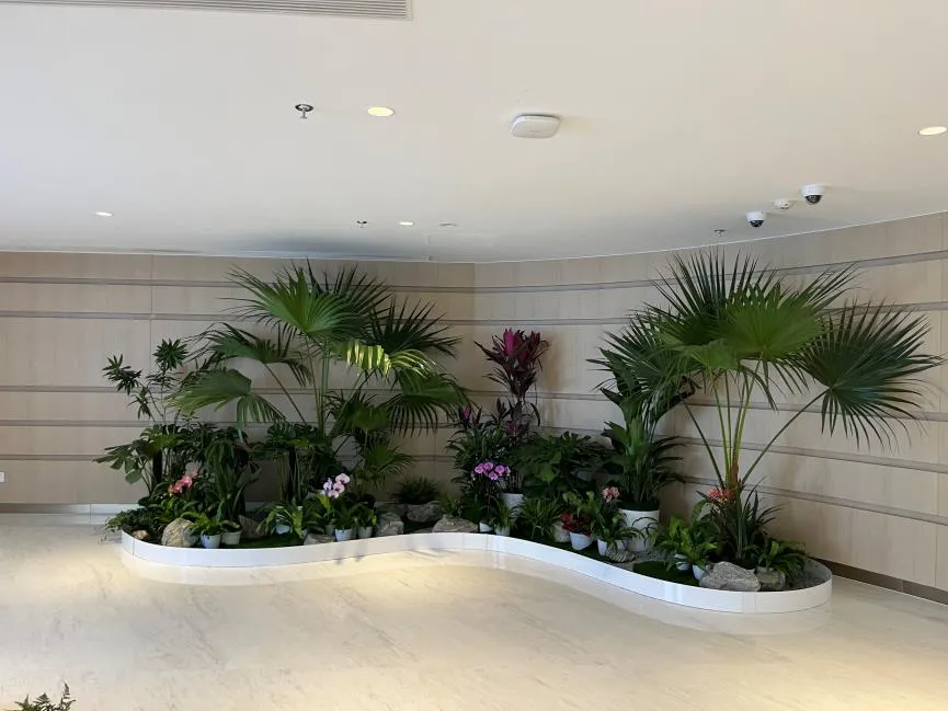 宁波鄞州植物租摆，为您的空间增添自然生机