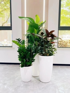 必看！宁波镇海植物租摆，焕新空间的绿色宝典！