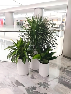 杭州湾花木租摆方案