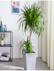 惊叹！宁波前湾花卉租摆，服务好到超乎想象