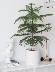 探寻宁波鄞州盆景租赁价格，你不能错过！