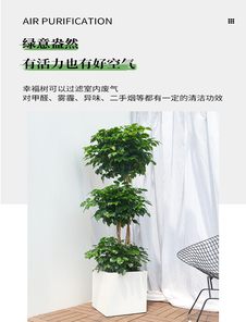 揭秘杭州湾盆景租赁哪家棒，速来一探究竟！