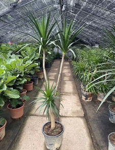 宁波镇海植物租赁哪家强？专业团队来领航