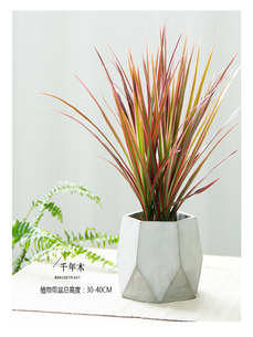 北仑绿化养护公司，热选之姿，守护城市绿化美