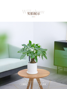 杭州湾绿化养护哪家强？看这几家实力出圈！