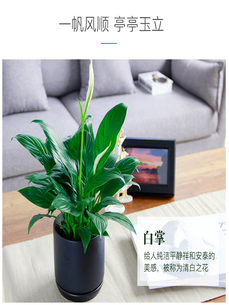 深挖江北植物租赁设计，塑造个性绿植环境