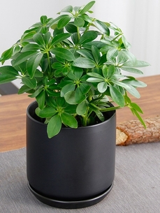 关注宁波慈溪花卉租赁方案，打造花卉美境