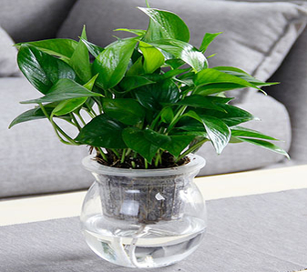 体验慈溪花木租摆，优质服务，让绿植焕发生机！