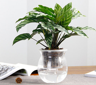 前湾花木租赁专业