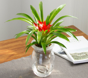 想在慈溪低价租绿植？这里价格超实惠，速来了解！