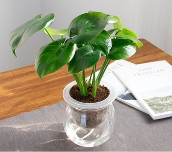 速看！宁波镇海花木租赁价格大揭秘