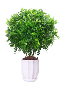 镇海花卉租摆价格实惠