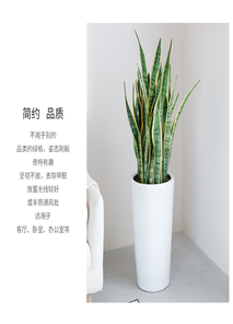 感受宁波镇海盆景租摆，赋予环境灵动之美