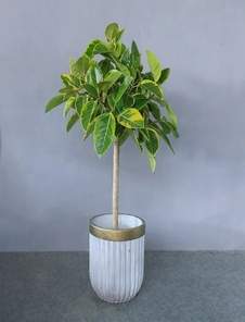 揭秘宁波奉化绿植租摆方案，营造别样清新氛围！